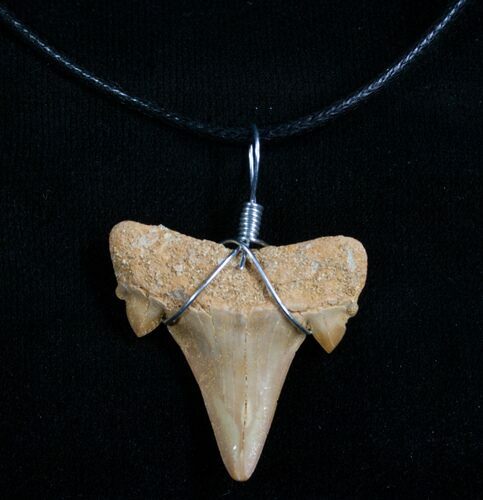 Fossil Otodus Shark Tooth Necklace #4954